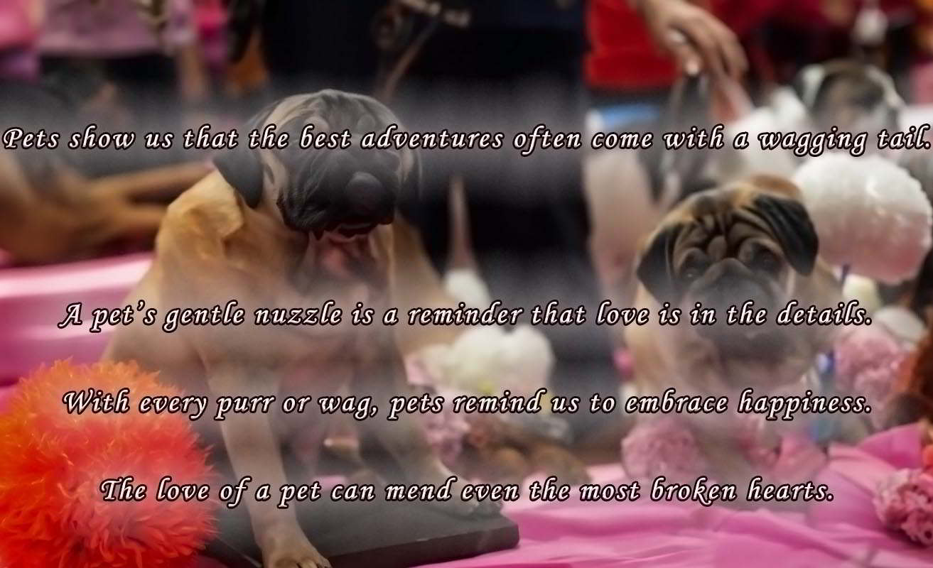 dog and girl images with quotes