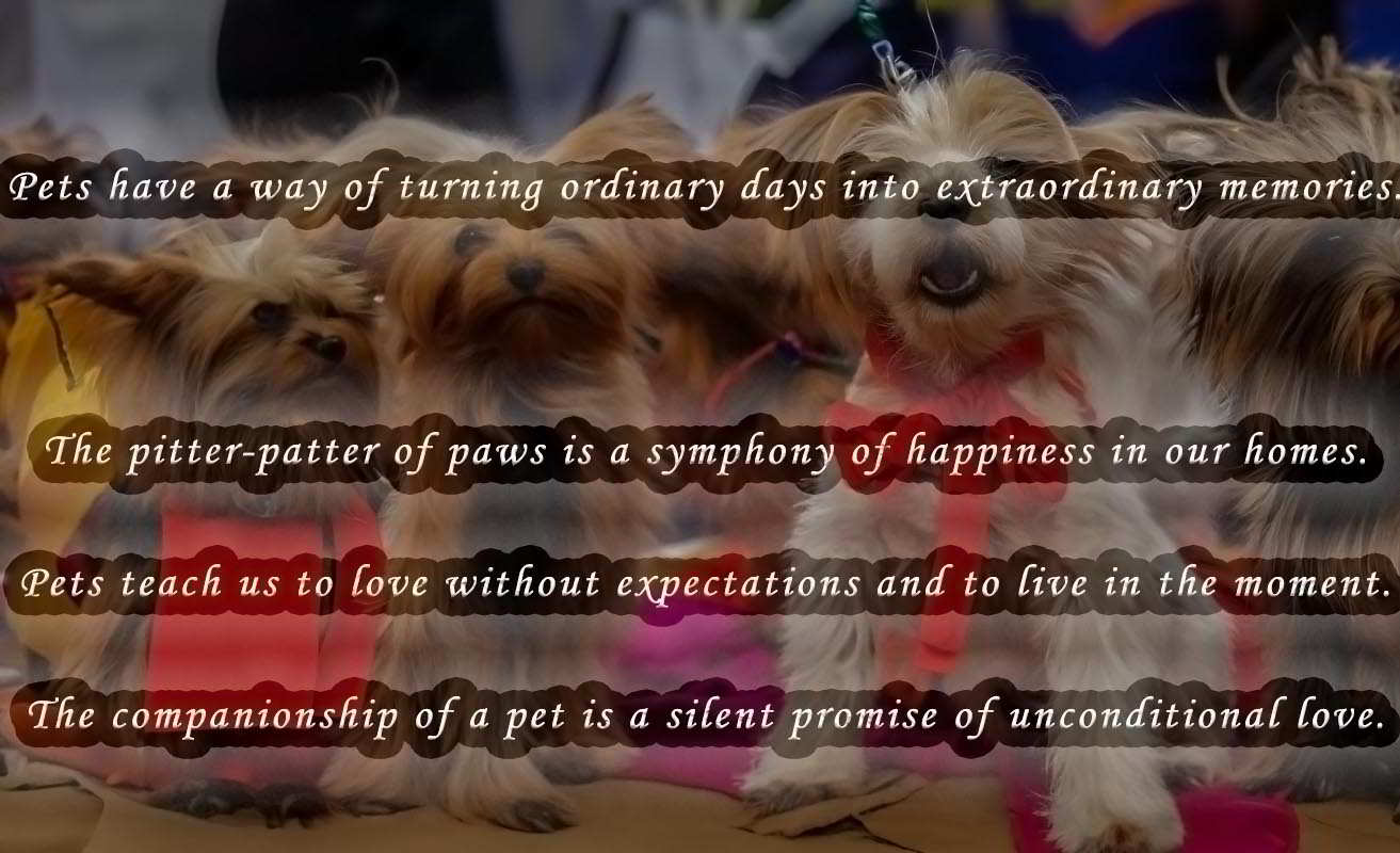 Pet love quotes
